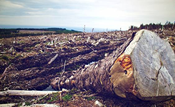 Forestry industry blow by 2030